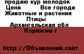 продаю кур молодок. › Цена ­ 320 - Все города Животные и растения » Птицы   . Архангельская обл.,Коряжма г.